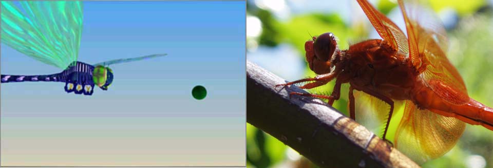 dragonfly composite