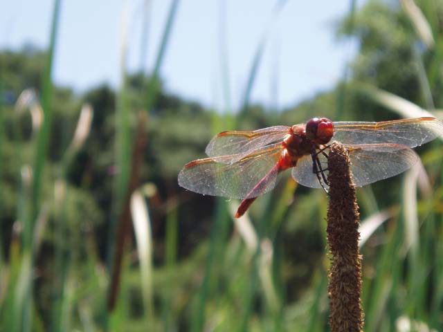 P7150106