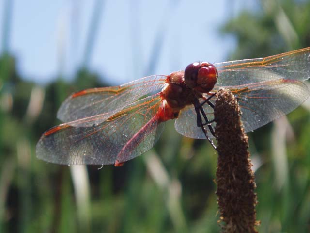 P7150107