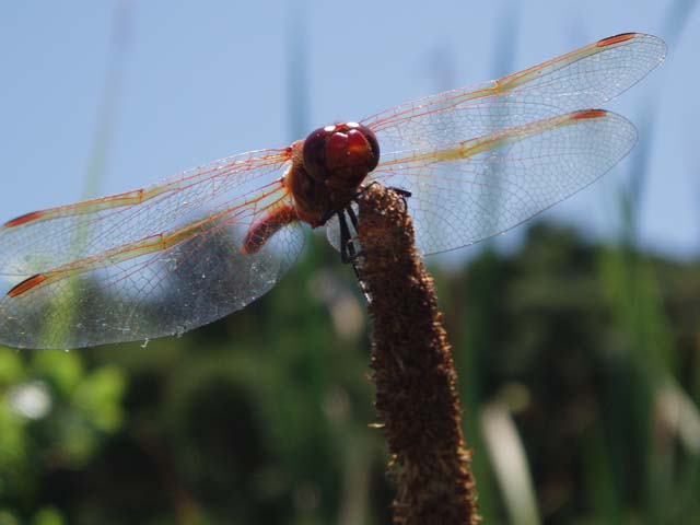 P7150108
