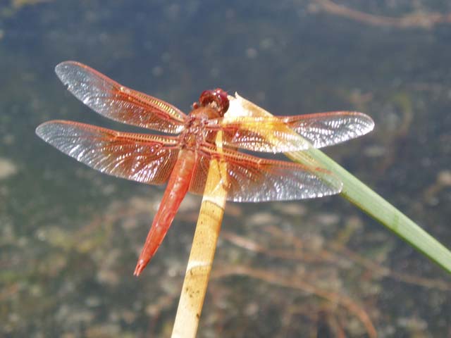 P7150120
