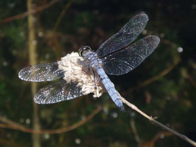 P7150157