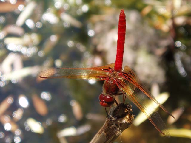 P7220337